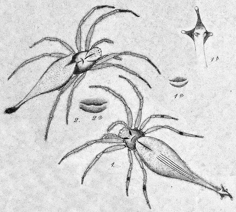 Koch illustration Arachnura higginsi