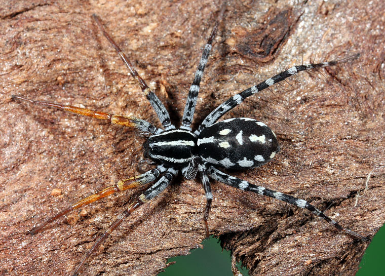 share-94-about-black-spider-australia-cool-nec