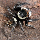 Hasarius adansoni (Audouin, 1826) Adanson's House Jumping Spider