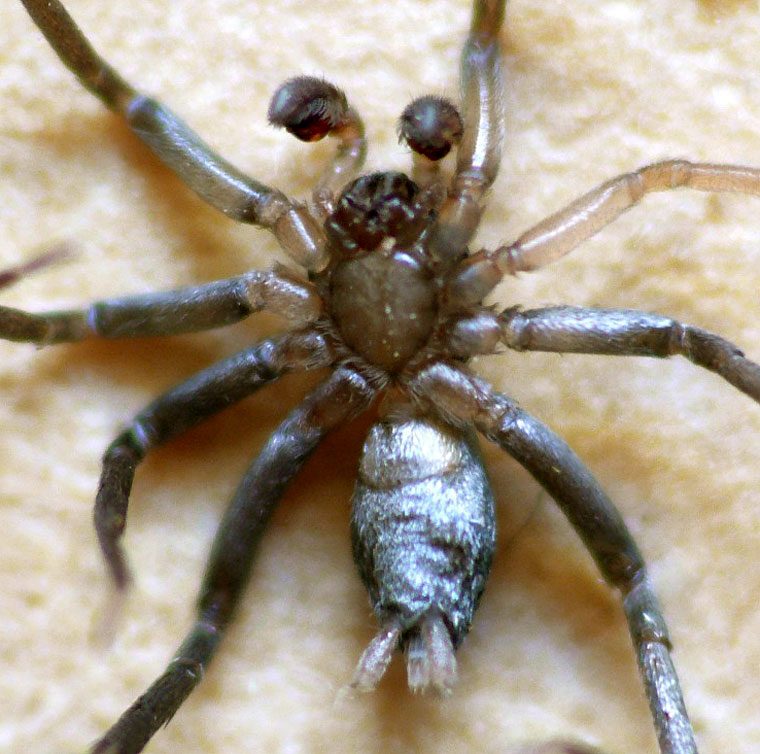 Gnaphosid Spider