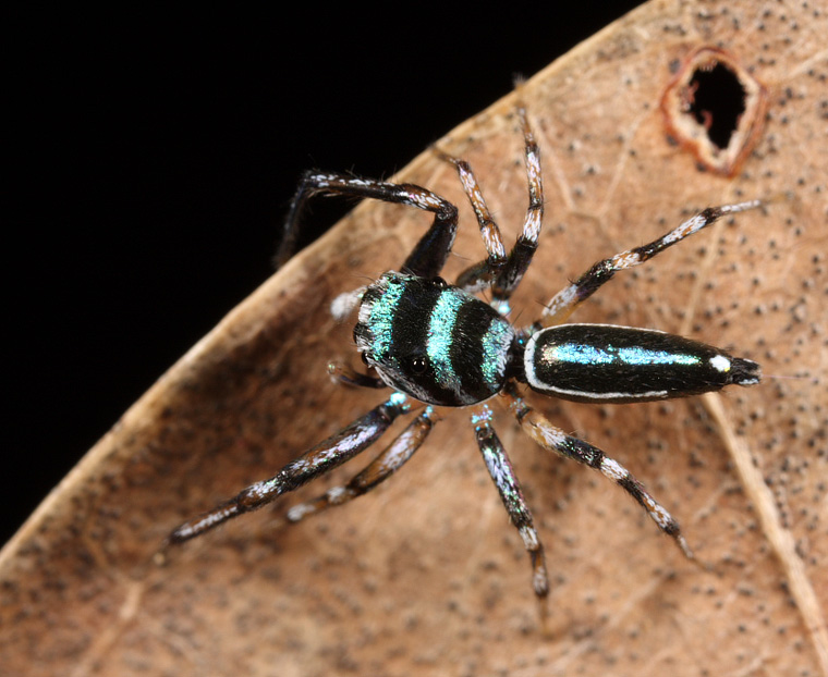 Cosmophasis micans