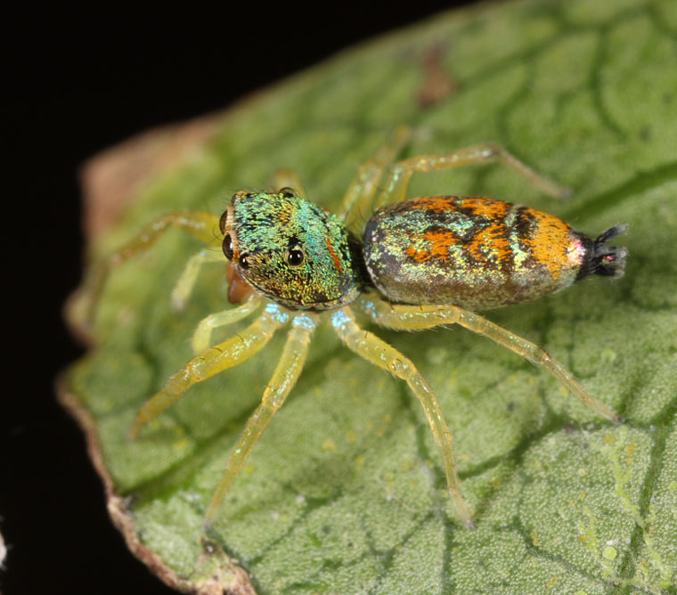 Female juvenile Cosmophasis bitaeniata