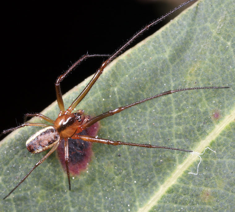 Linyphiid