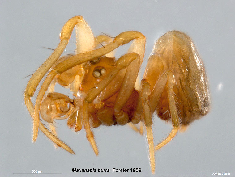 Maxanapis
