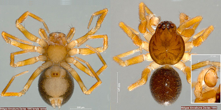 Midgee binnaburra