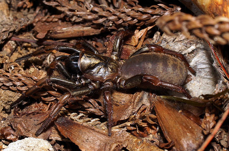 Mygalomorphae Idiopidae Arbanitis longipes