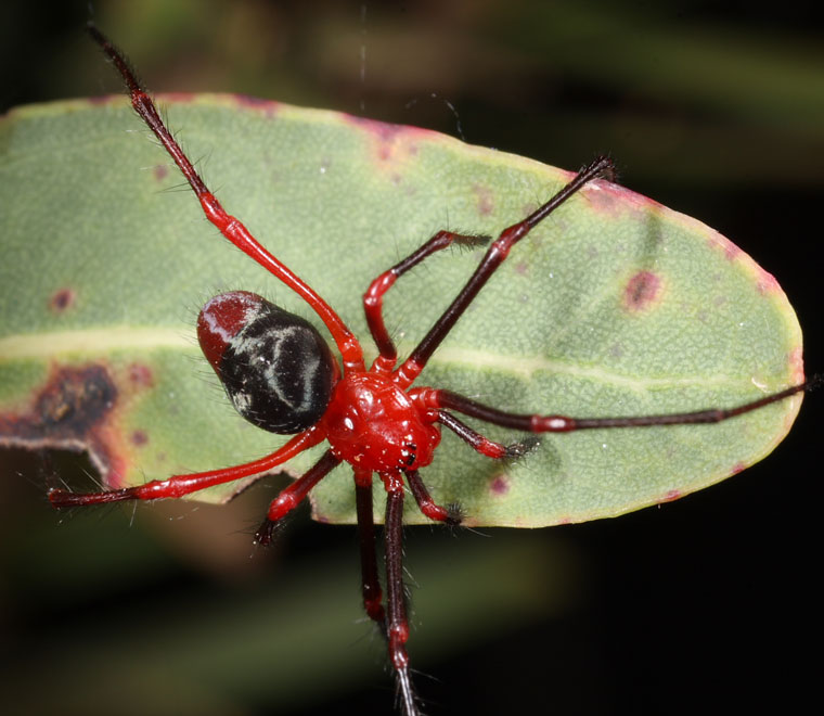 Dimidamus dimidiatus