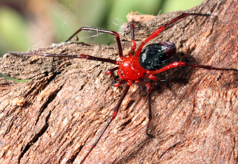 Dimidamus dimidiatus