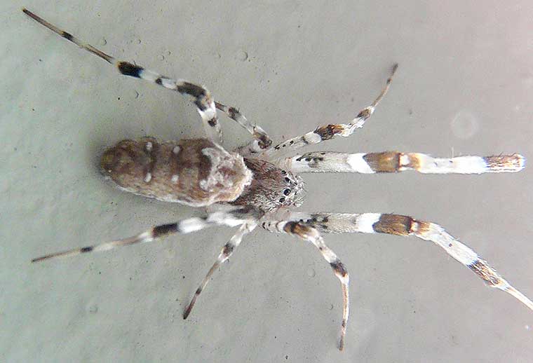 Zosis geniculata