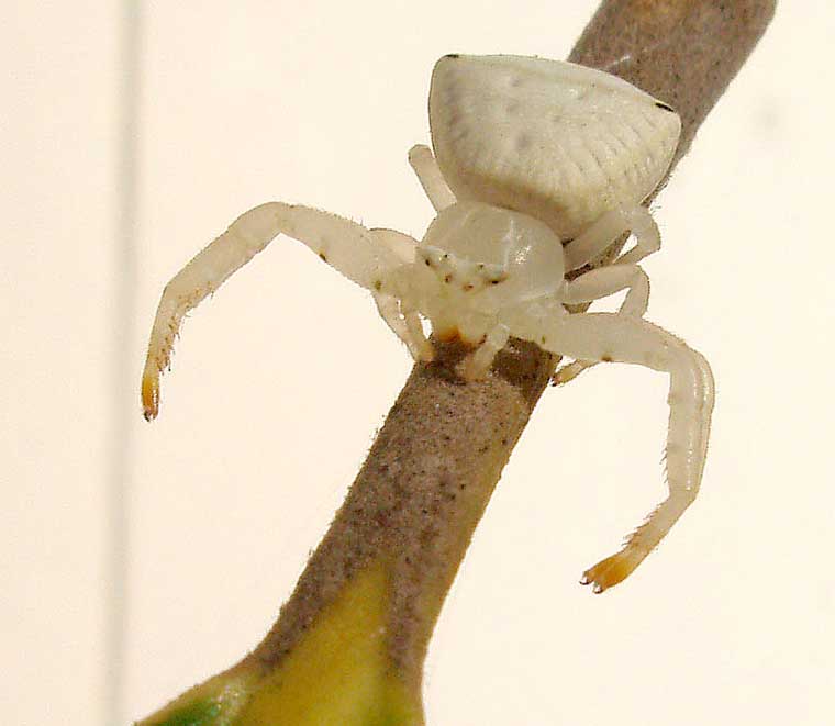 Thomisus spectabilis