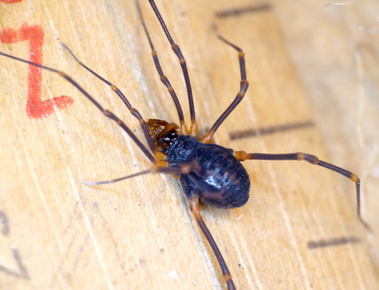 Harvestman