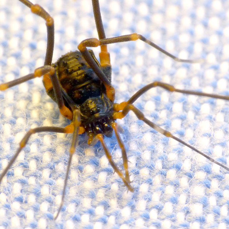 Opiliones Harvestman