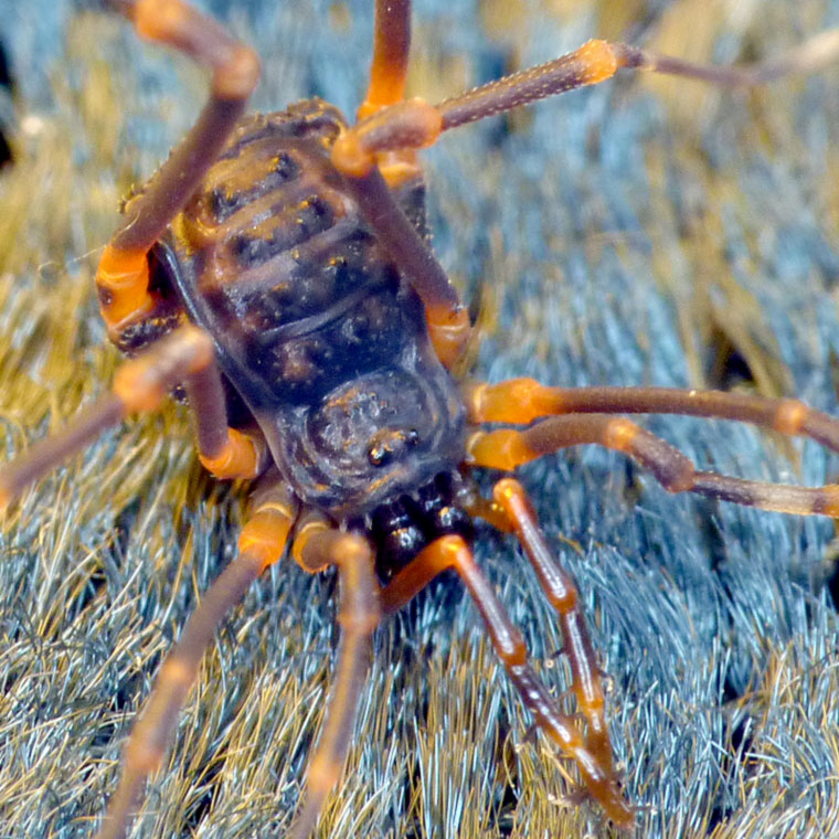 Opiliones Harvestman