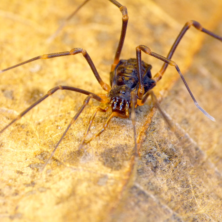 Opiliones Harvestman
