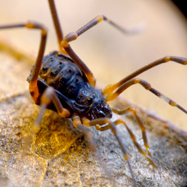 Opiliones harvestman