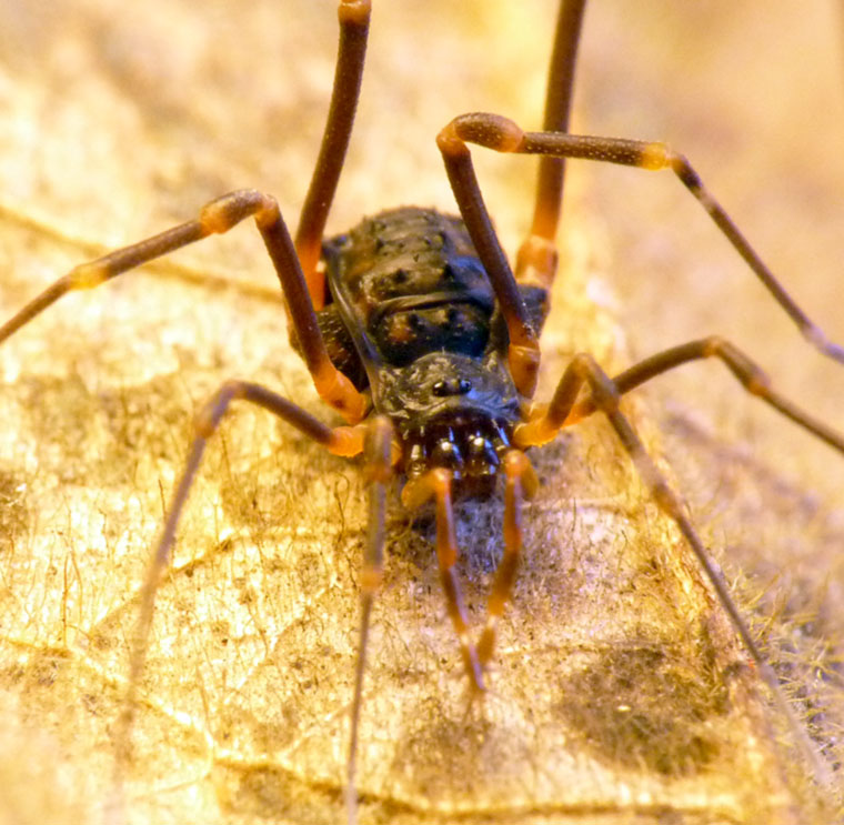 Opiliones harvestman