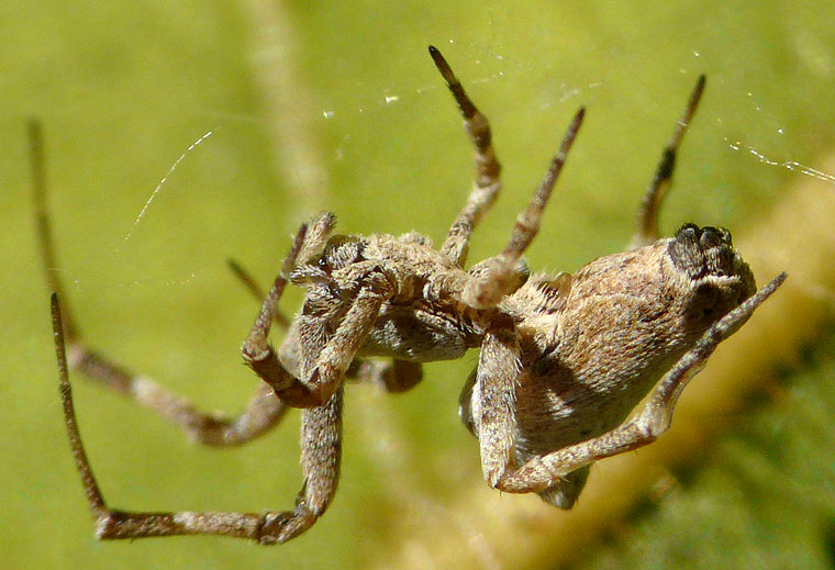 Uloboridae spider