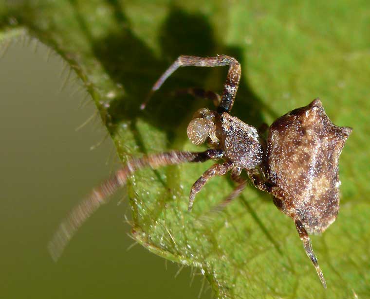 Uloborus barbipes 