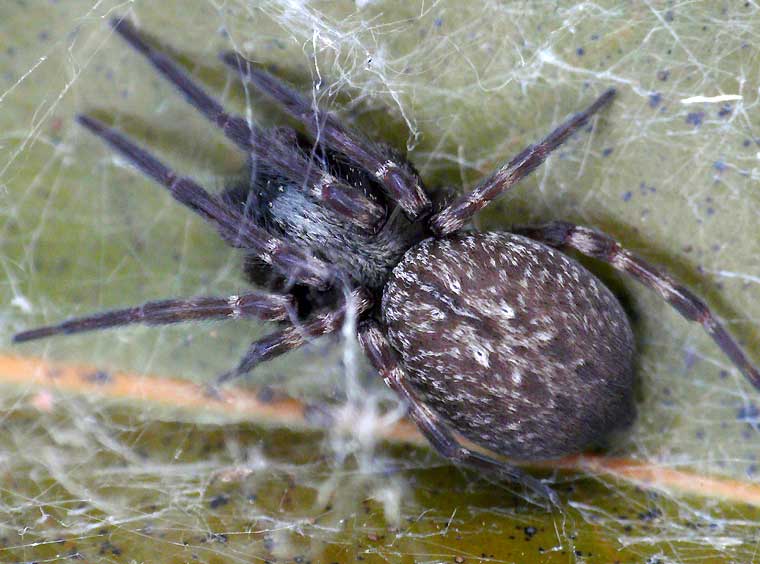 Spider > Desidae > Badumna insignis female