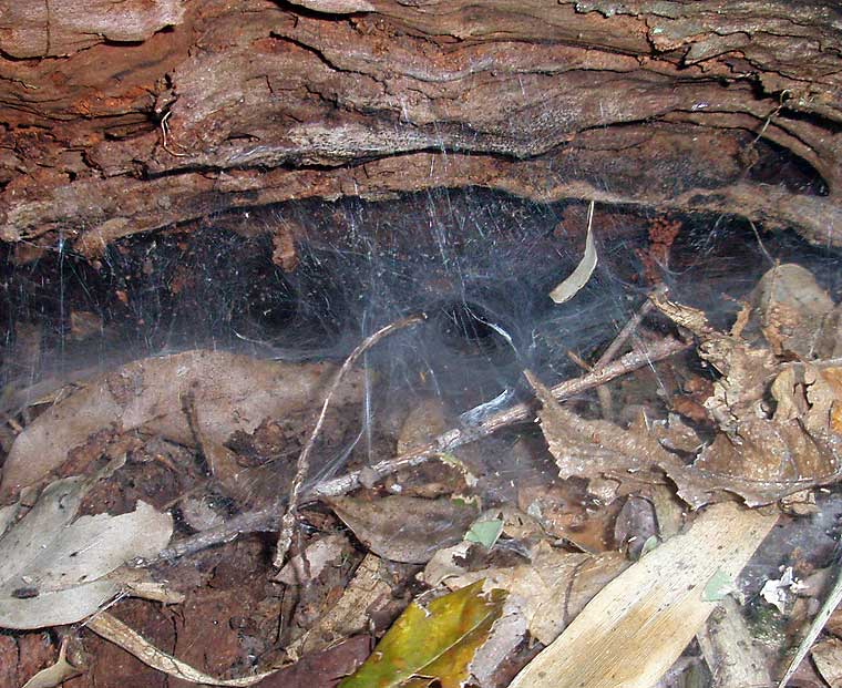Curtainweb, Dipluridae, and either Australothele jamiesoni or Namirea planipes; the moister habitat suggests the former. They should be adult now. They are quite fast so if you pull up the log be ready to dive on it, gentlt!