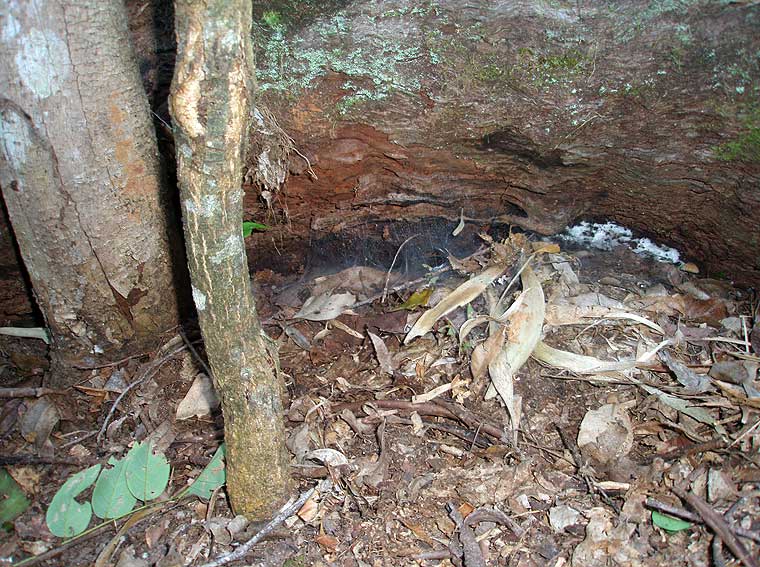 Curtainweb, Dipluridae, and either Australothele jamiesoni or Namirea planipes; the moister habitat suggests the former. They should be adult now. They are quite fast so if you pull up the log be ready to dive on it, gentlt!