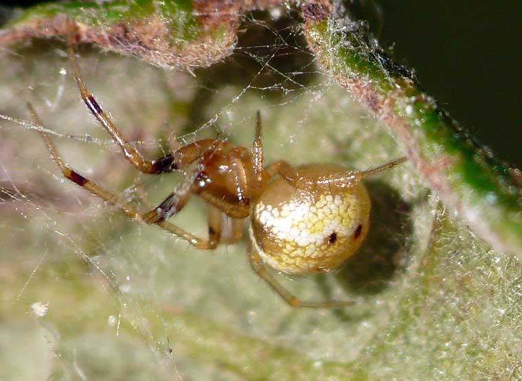 Spider > Theridiidae > Tobesoa theridioides?