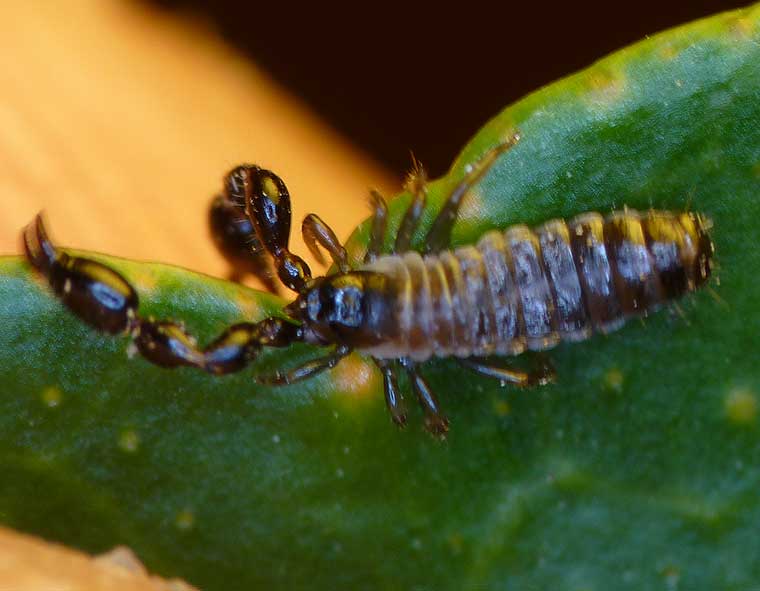 Scorpion