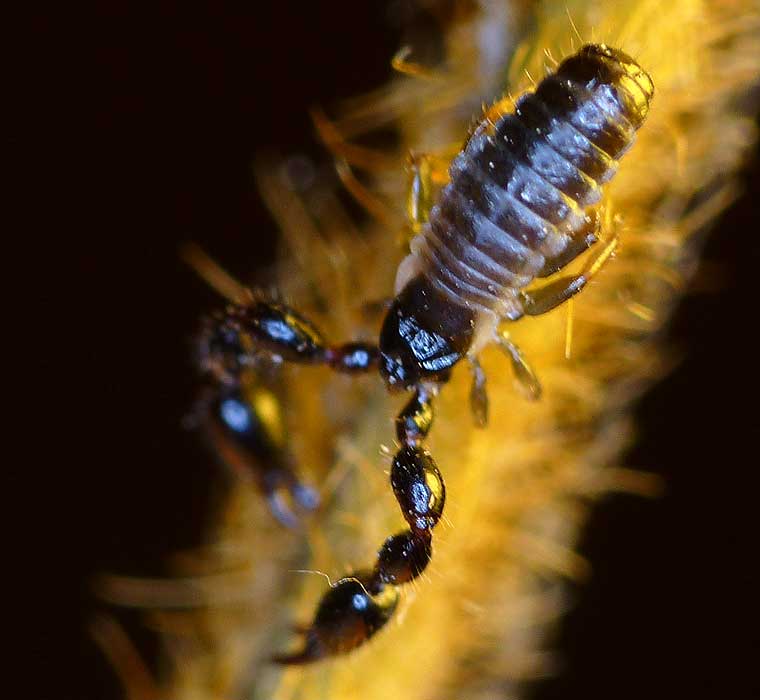 Scorpion