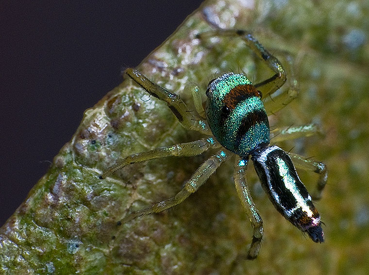 Cosmophsis micans