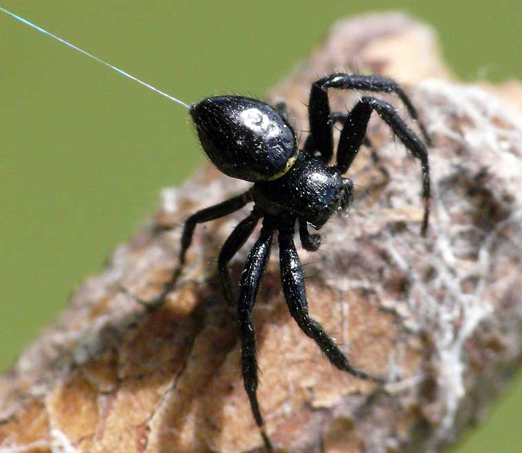 Spider > Thomisidae > Xysticus geometres