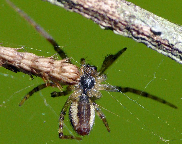 Spider > Desidae > Badumna longinqua male ? in tangled messy web on Aphananthe philippensis Rough Leaved Elm Bunyobi body length about 4-5mm