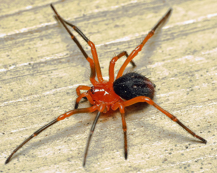Ocodamus decipiens