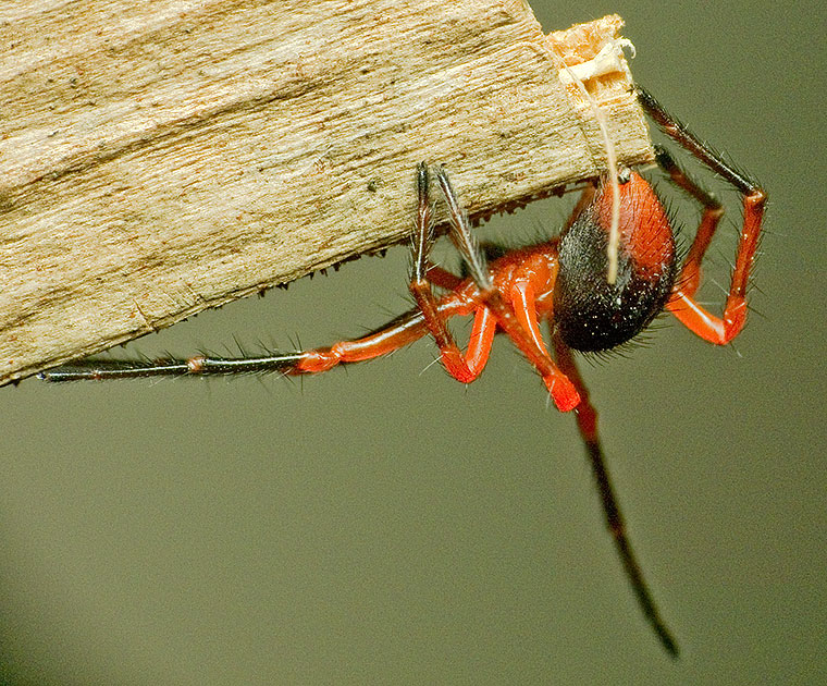 Oncodamus decipiens