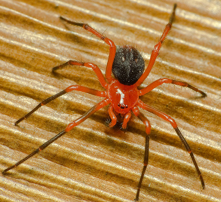 Oncodamus decipiens