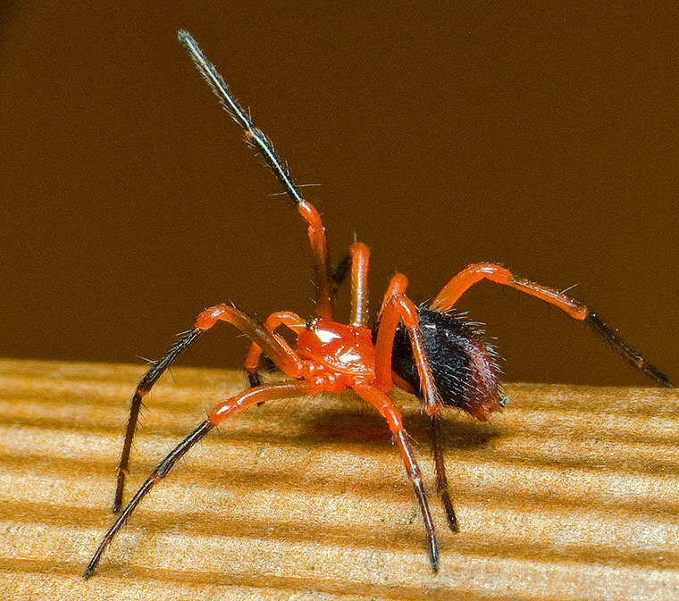 Oncodamus decipiens