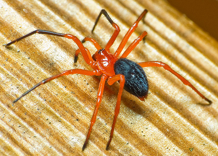 Oncodamus decipiens