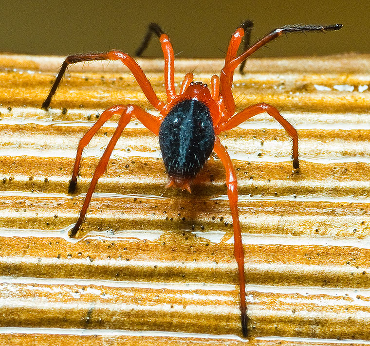Oncodamus decipiens