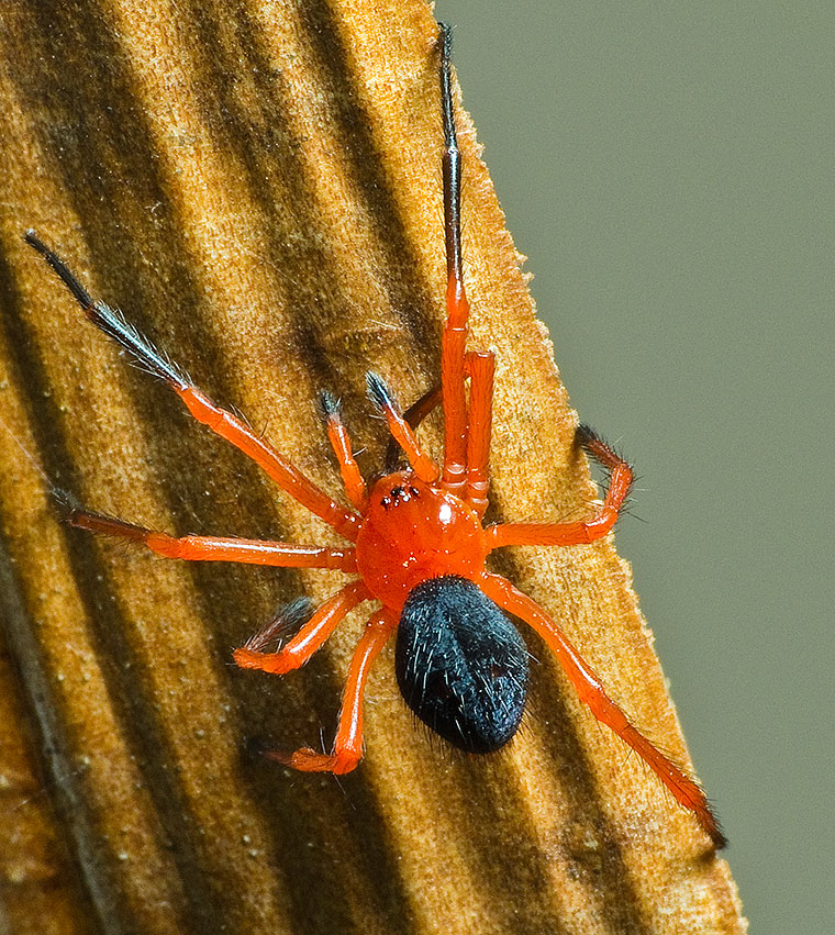 Oncodamus decipiens