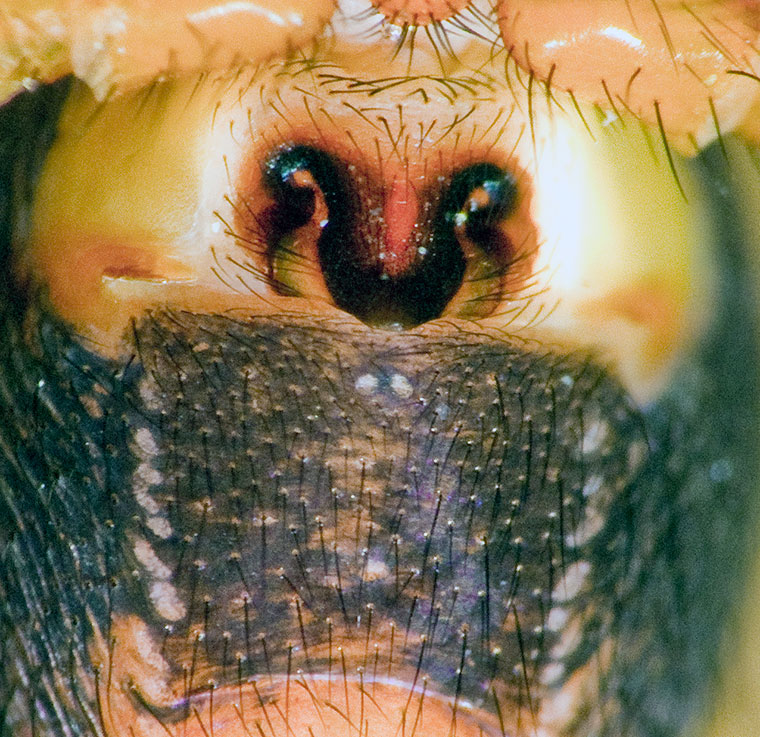 Oncodamus decipiens