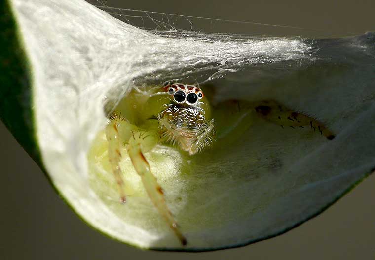 Mopsus mormon Northern Green Jumping Spider retreat with eggs
