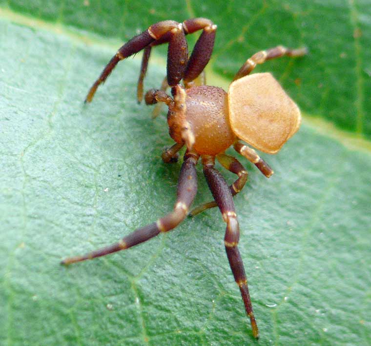 Thomisus spectabilis male