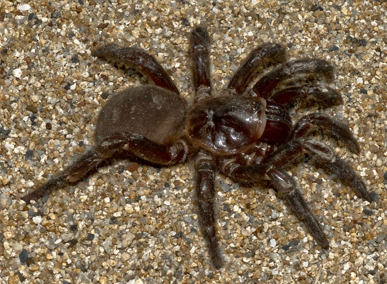 Euoplos sp Loganlea Eastern Trapdoor Spider