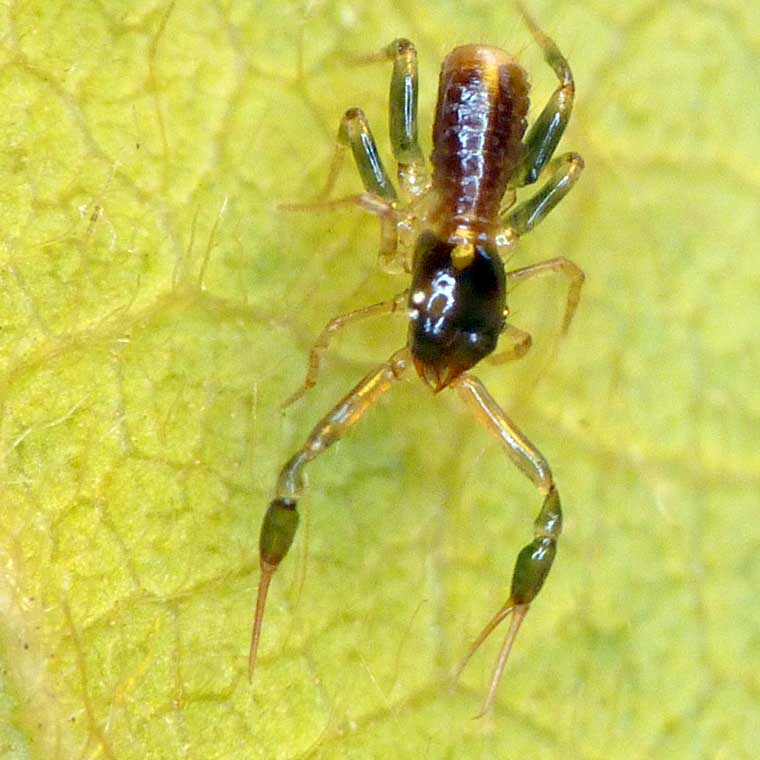 Psuedoscorpion