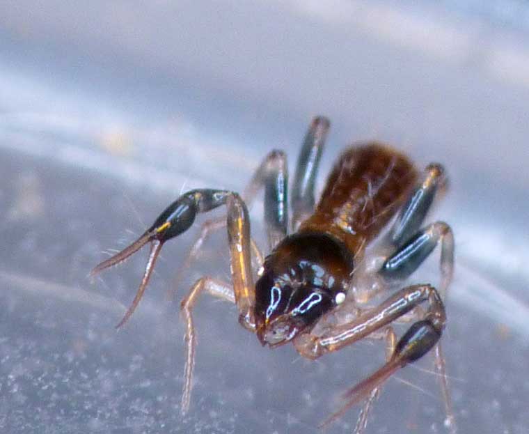 Psuedoscorpion