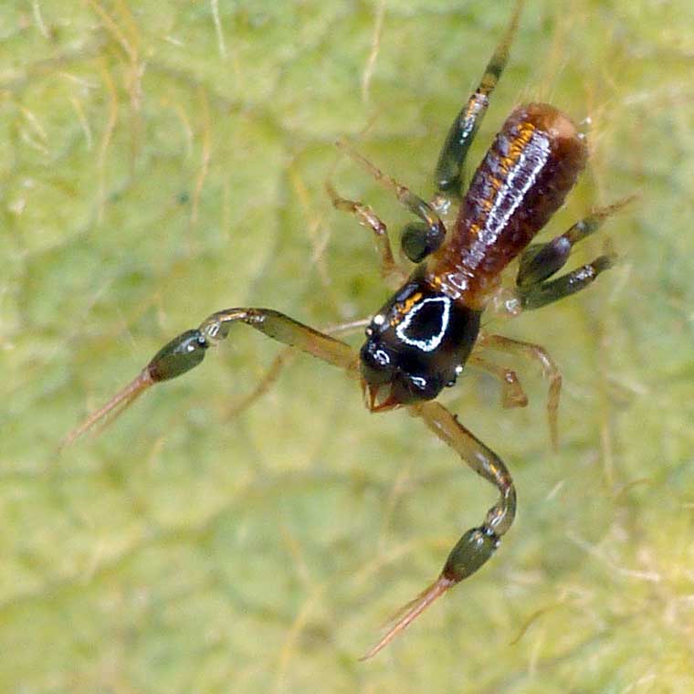 Pseudoscorpion