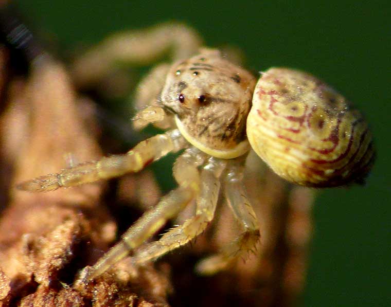 Cymbacha ocellata