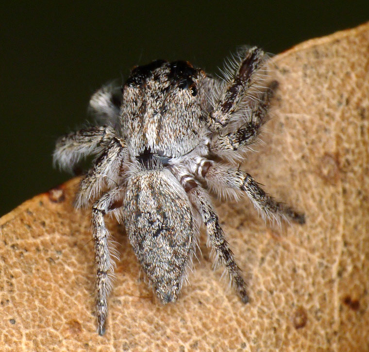 Opisthoncus sp Grey Striped Bark Jumper