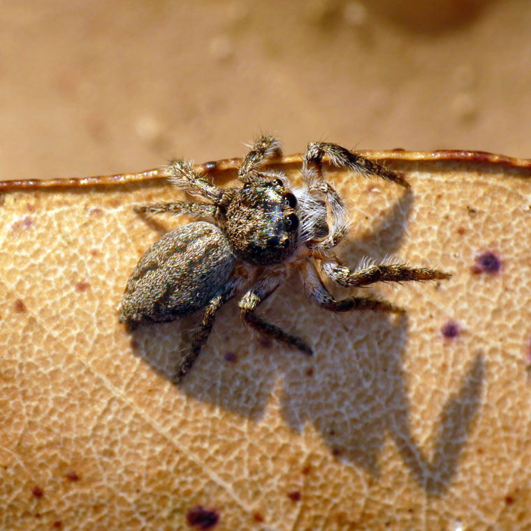 Opisthoncus Grey Striped Bark Jumper