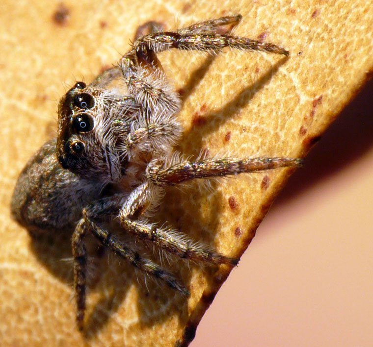 Opisthoncus sp Grey Striped Bark Jumper