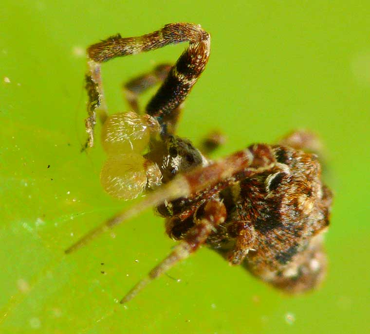 Uloborid sp 